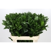 Ruscus Hypophyllum