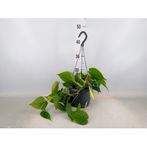 Philodendron scand.