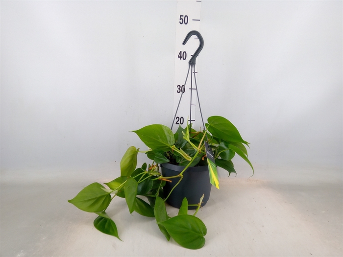 <h4>Philodendron scand.</h4>