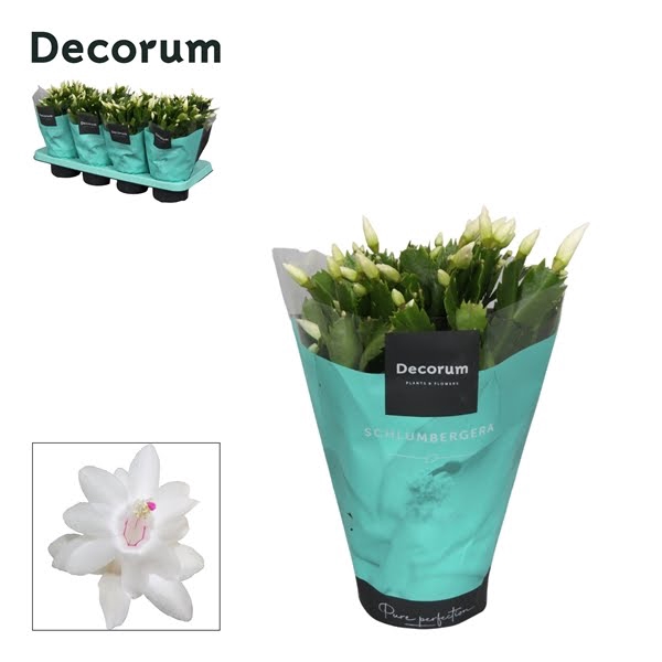 <h4>Schlumbergera White</h4>