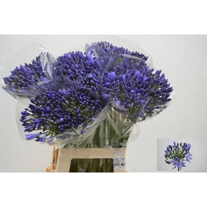 Agapanthus Arctic Ocean Henk Van Eijk