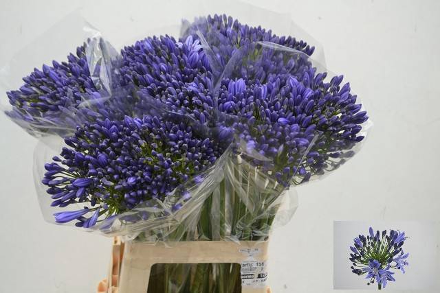 <h4>Agapanthus Arctic Ocean Henk Van Eijk</h4>