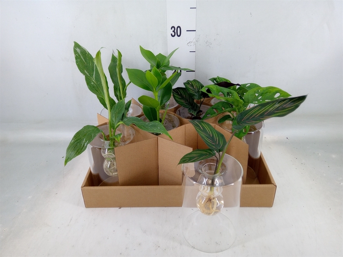 <h4>Planten  ..mix</h4>