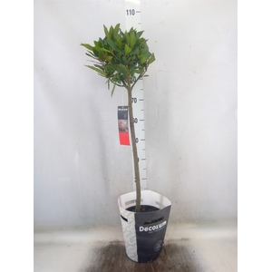 Laurus nobilis