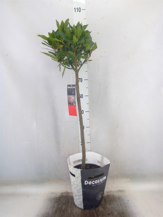 <h4>Laurus nobilis</h4>