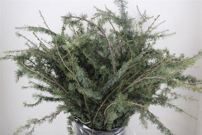 <h4>Ceder P Bunch</h4>