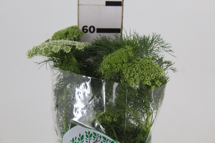 <h4>AMMI MAJUS 060 CM</h4>