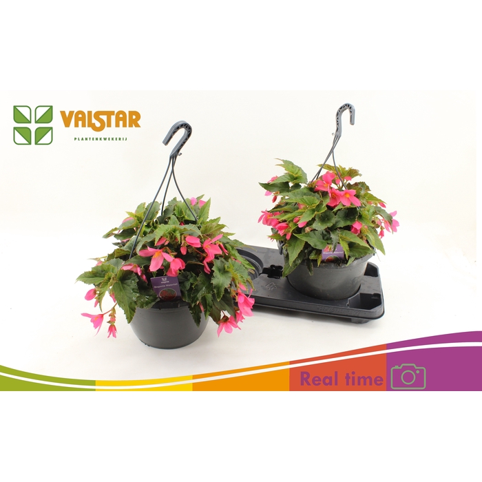 <h4>BEGO WF DR ENC PINK</h4>