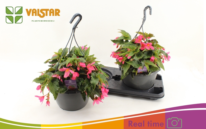 <h4>BEGO WF DR ENC PINK</h4>