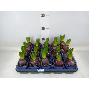 Hyacinthus orie. 'Delft Blue'