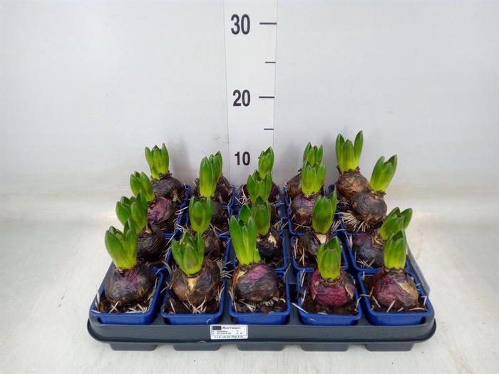 <h4>Hyacinthus orie. 'Delft Blue'</h4>