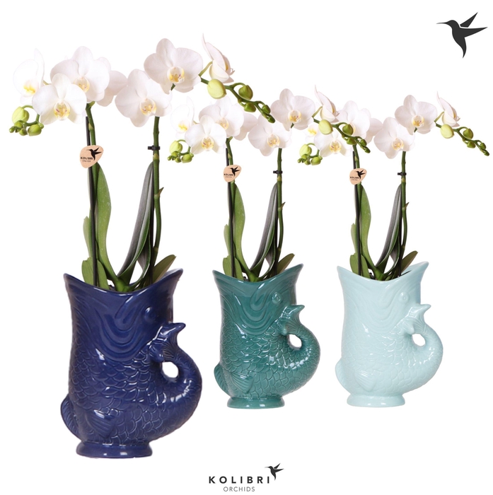 <h4>Kolibri Orchids Phalaenopsis white 2 spike in Fish pot blue mix</h4>