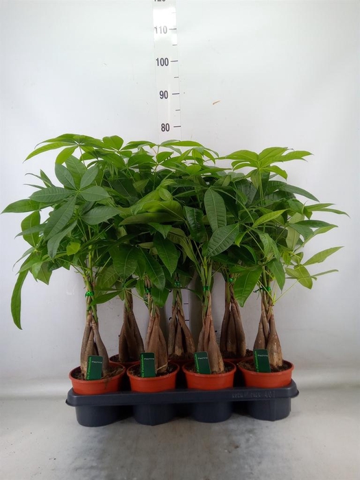 <h4>Pachira aquatica</h4>