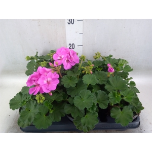 Pelargonium zona.   ...F1