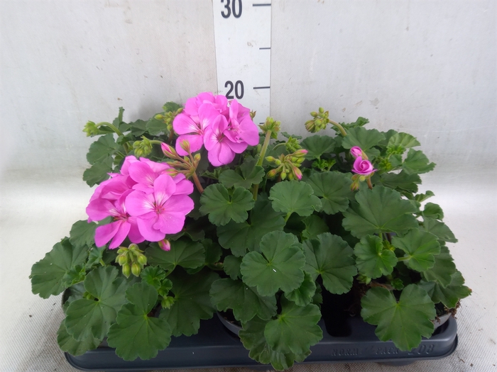 <h4>Pelargonium zona.   ...F1</h4>