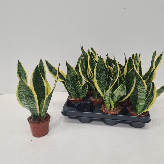 <h4>SANSEV FUTURA SUPERB</h4>