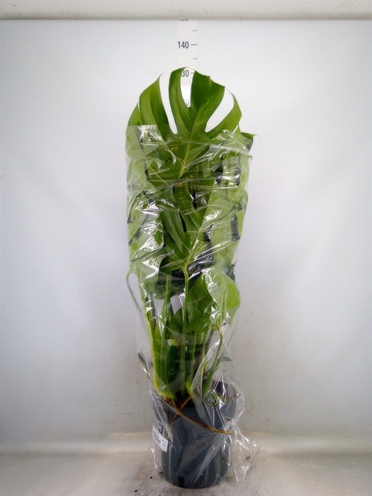 <h4>Monstera delic.</h4>