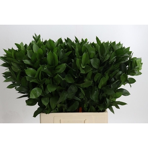 RUSCUS HYPOPHYLLUM