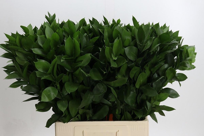 <h4>RUSCUS HYPOPHYLLUM</h4>