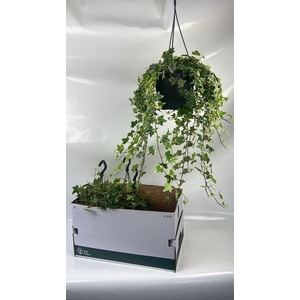 .Hanging baskets hedera eva