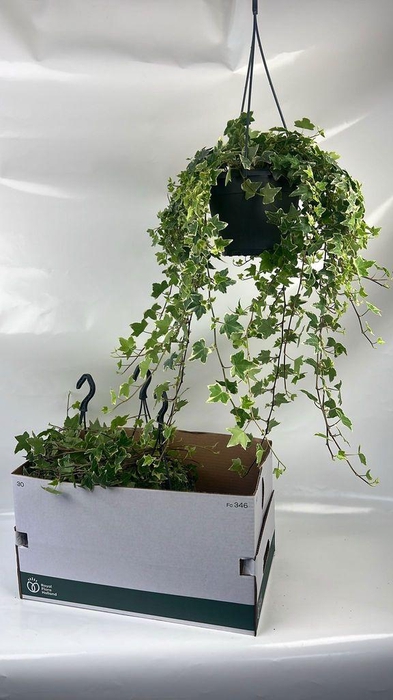<h4>.Hanging baskets hedera eva</h4>