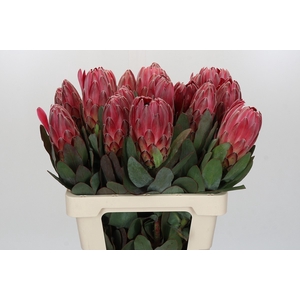 Protea Sharon