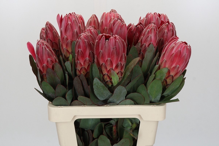 <h4>Protea Sharon</h4>