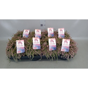 Calluna vulg. 'Garden G Rasta Girl'