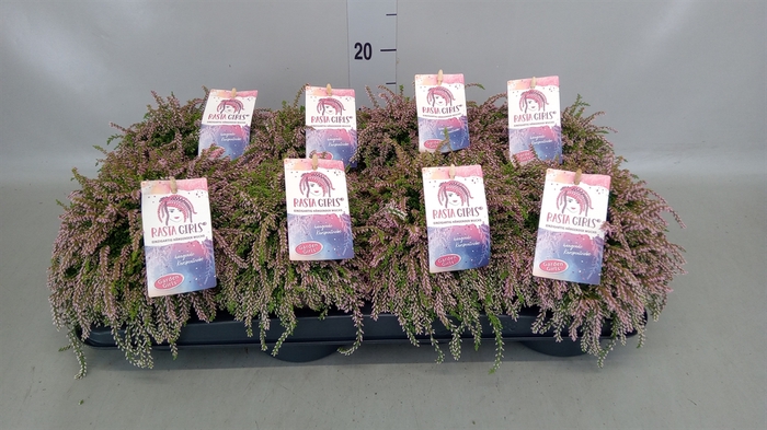 <h4>Calluna vulg. 'Garden G Rasta Girl'</h4>