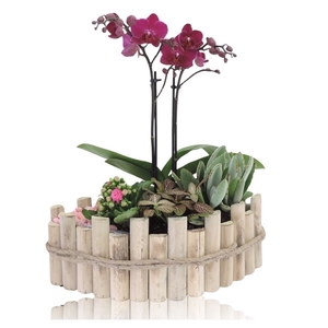 Collectie Anna Phalaenopsis Arrangement in Houten Kano 36 cm