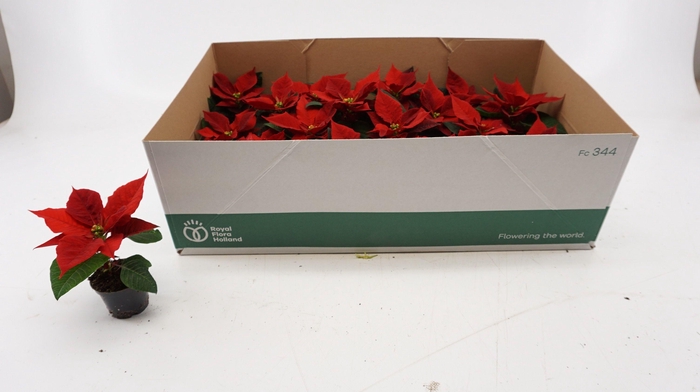 <h4>EUPHOR P CHR UNIVERS</h4>