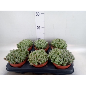 Succulents   ...