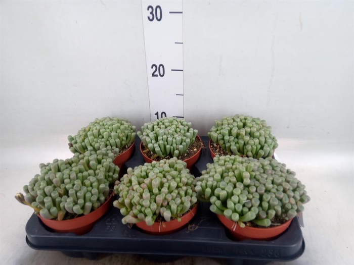 <h4>Succulents   ...</h4>
