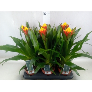 Guzmania   ...