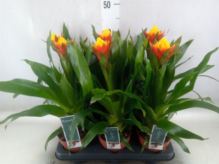 <h4>Guzmania   ...</h4>