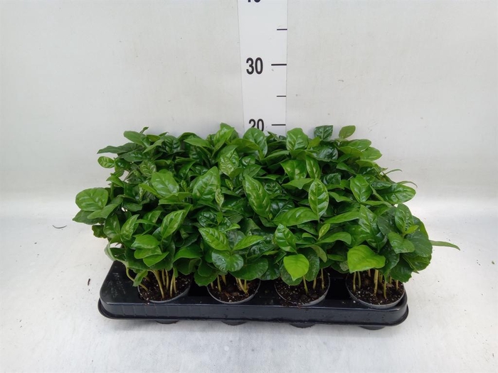 <h4>Coffea arabica</h4>