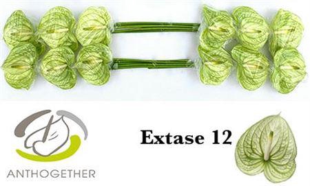 <h4>Anth A Extase X12</h4>