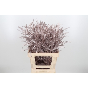 Grevilea Ivanhoe Kl Bh Champagne