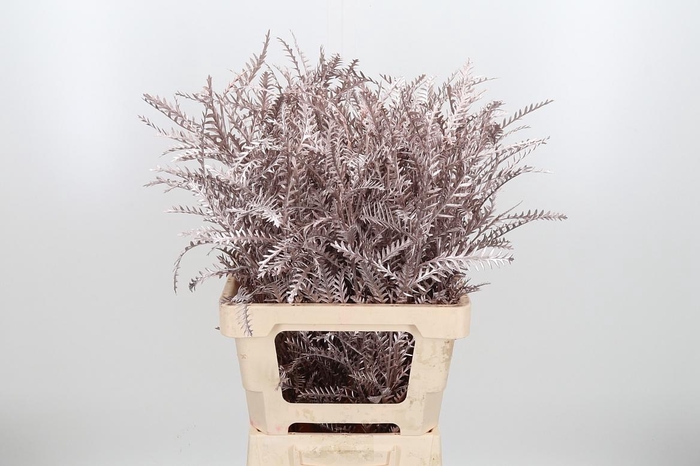 <h4>Grevilea Ivanhoe Kl Bh Champagne</h4>