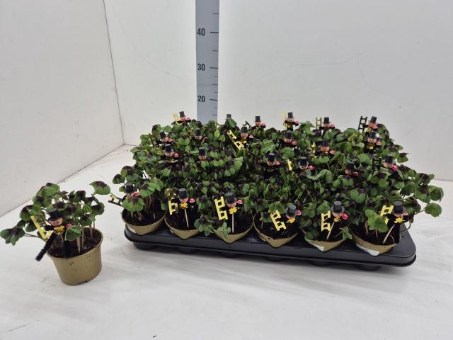 <h4>OXALIS DEPPEI</h4>