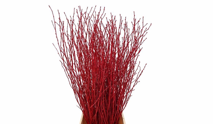 <h4>Berk 70cm Gl Rood Pbs</h4>