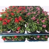 arr8 Pel Pelt Mixk 1 Kleur Per Tray