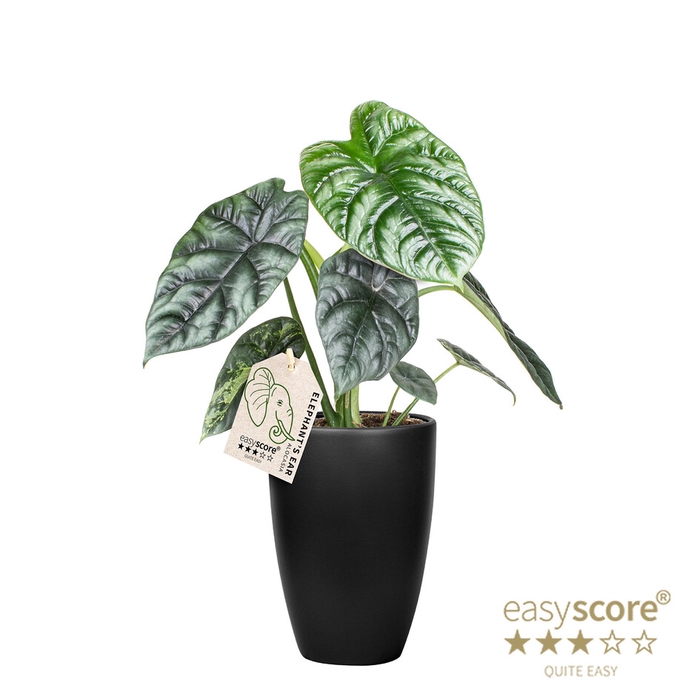 <h4>ALOCASIA SINUATA P12 CLASSIC BL</h4>