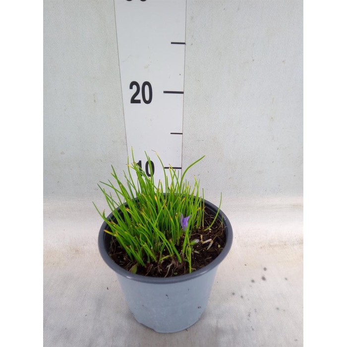 <h4>Allium schoenoprasum</h4>