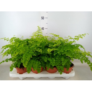 Adiantum raddi. 'Fragrans'