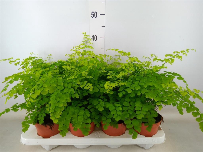<h4>Adiantum raddi. 'Fragrans'</h4>