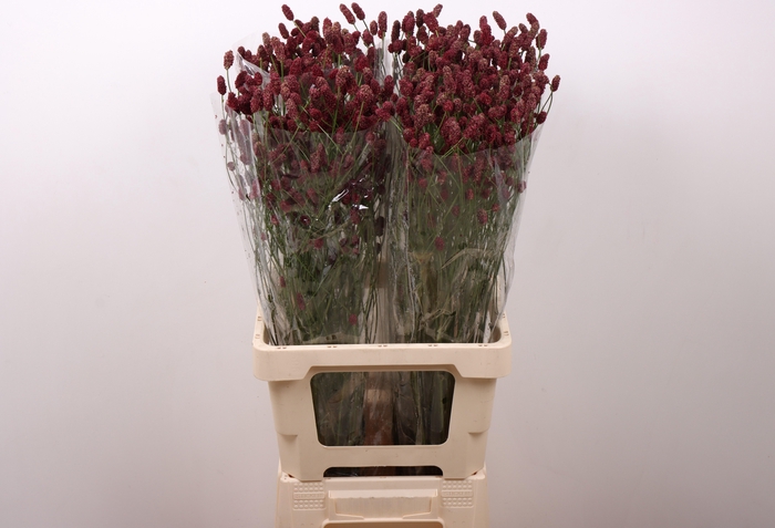 <h4>SANG OF RED DREAM</h4>