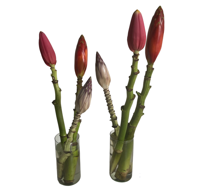 <h4>Musa Head Assorted</h4>