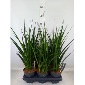 Sansevieria kirkii 'Friends'