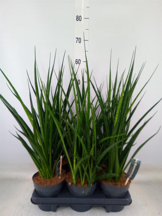 <h4>Sansevieria kirkii 'Friends'</h4>